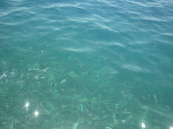 photo 455257