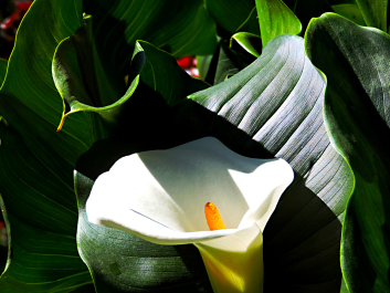 photo 996974