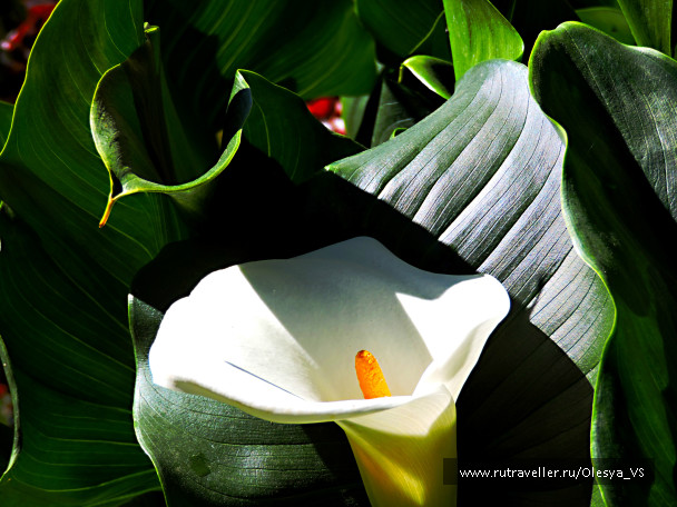 photo 996974