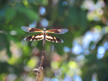 photo 1472043