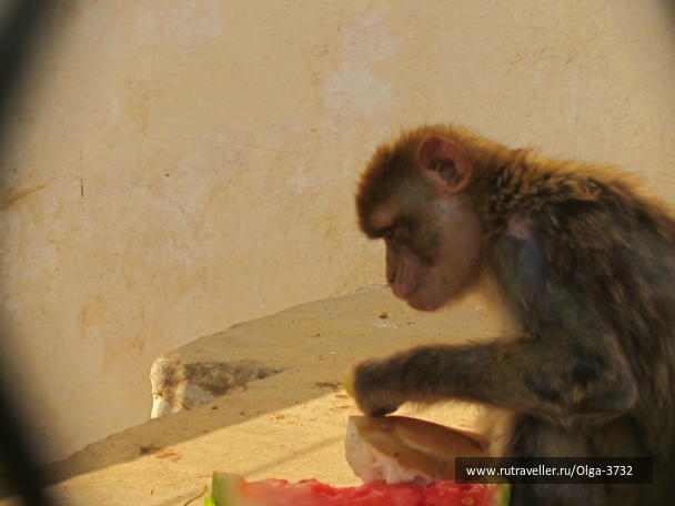 photo 783044