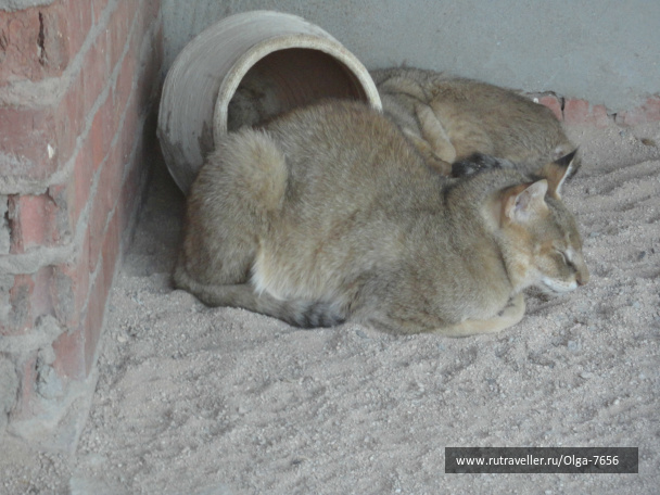 photo 396552