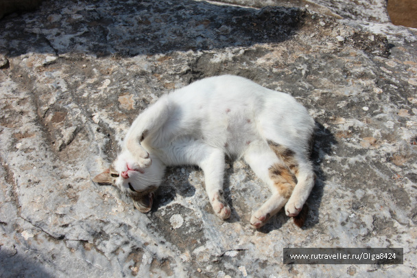 photo 97971
