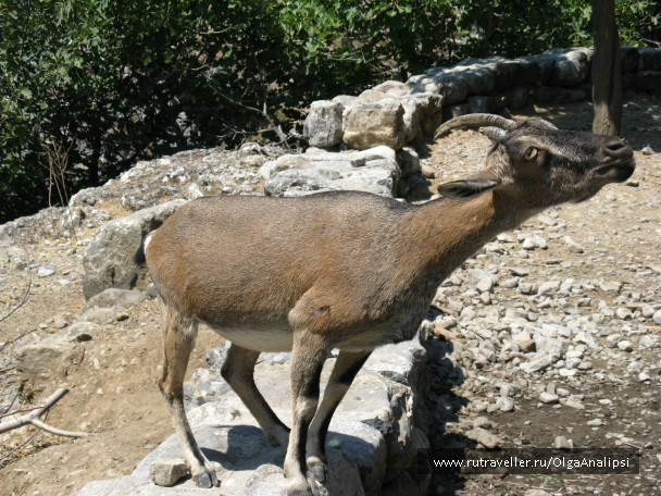 photo 468335