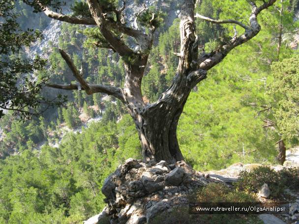 photo 468340