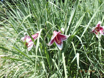 photo 823309