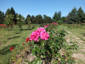 photo 823312