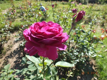 photo 823313