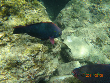 photo 154294