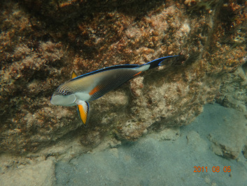 photo 154296