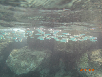 photo 154297