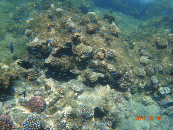 photo 154312