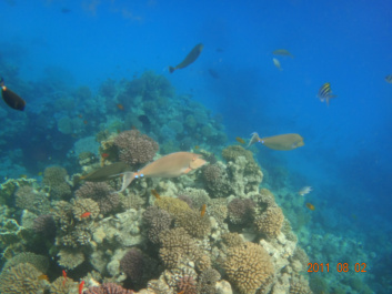 photo 154320