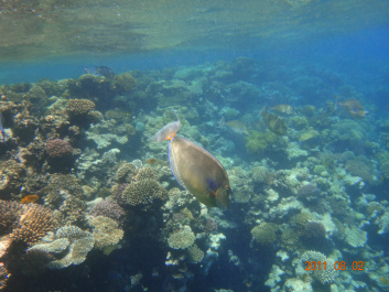 photo 154322