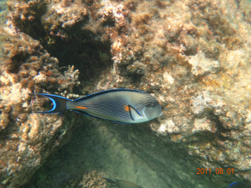 photo 154333