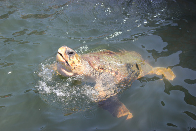 photo 156195