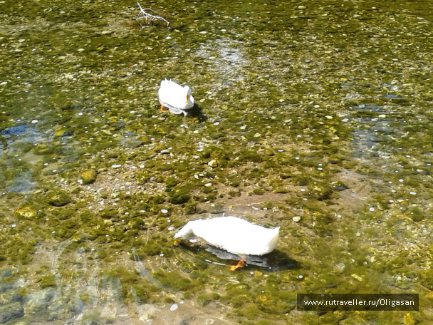 photo 98012