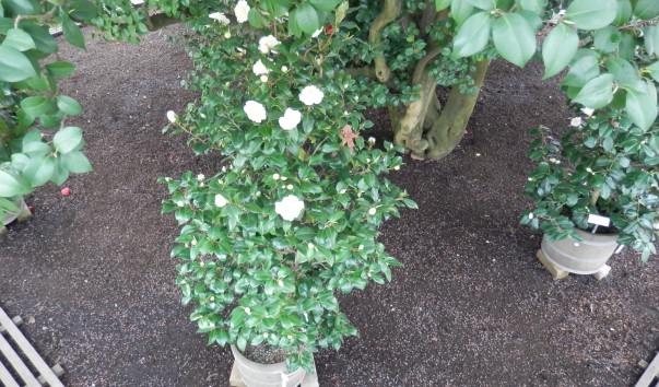 P4010267