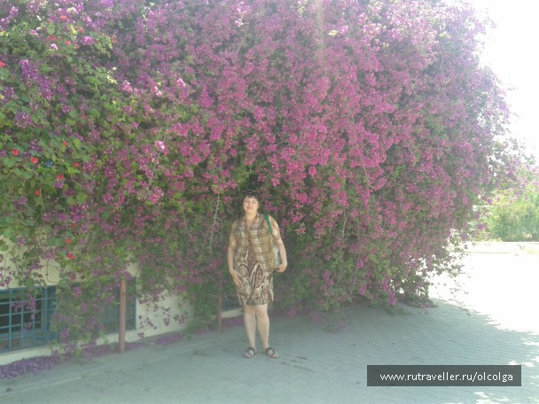 photo 802239