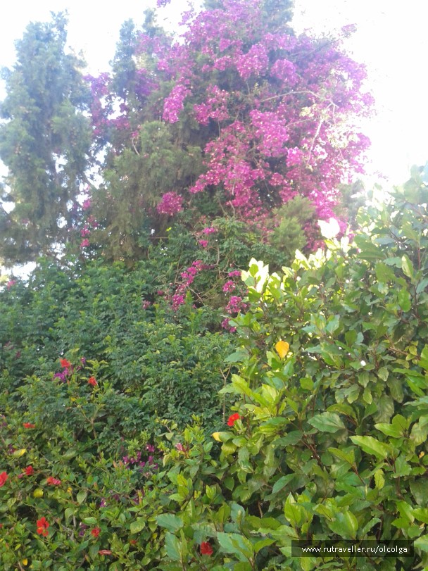photo 802275