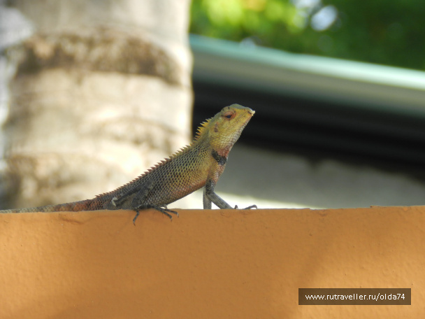 photo 59435
