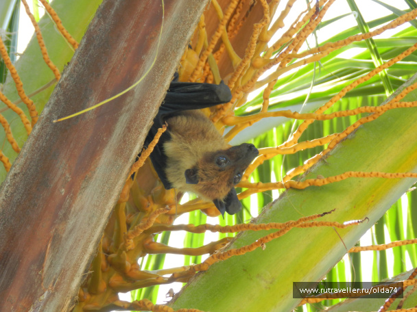 photo 59455