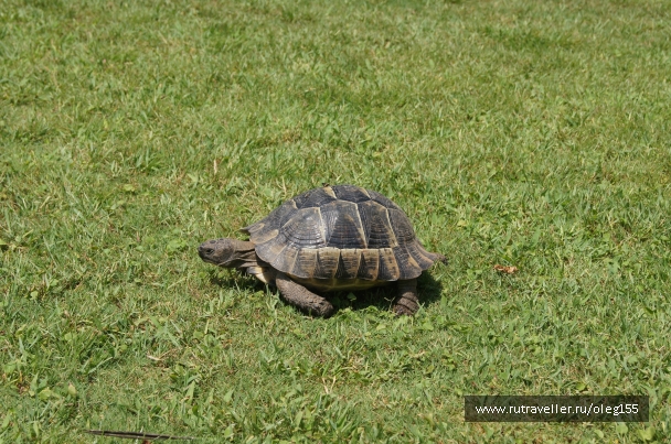 photo 867416