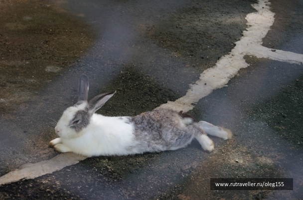 photo 867694