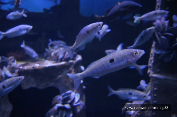 photo 878860