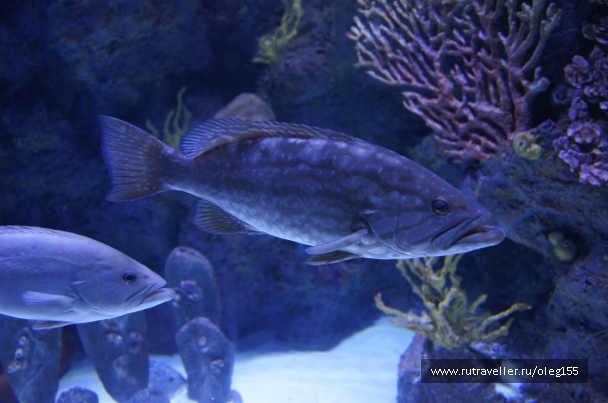 photo 878873