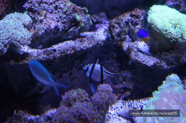 photo 878883