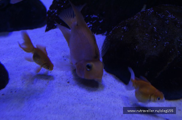 photo 878905