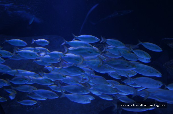 photo 878919