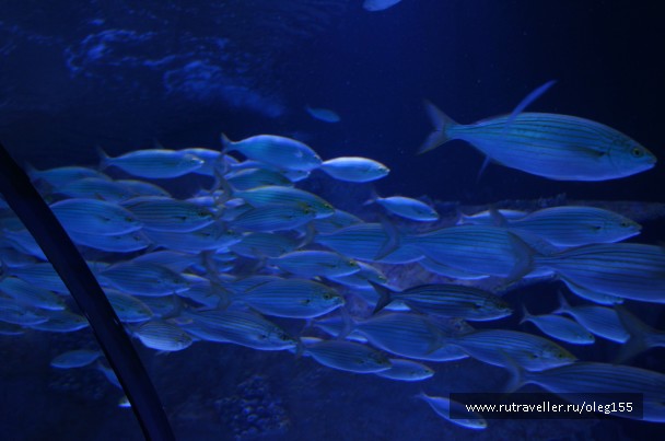 photo 878920