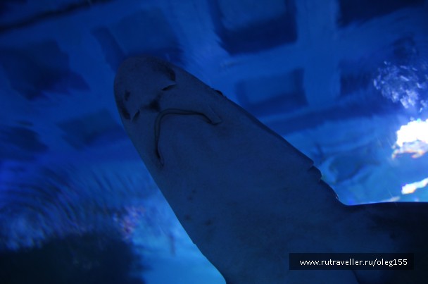 photo 878921