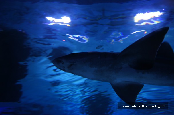 photo 878922