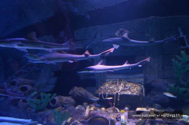 photo 878923