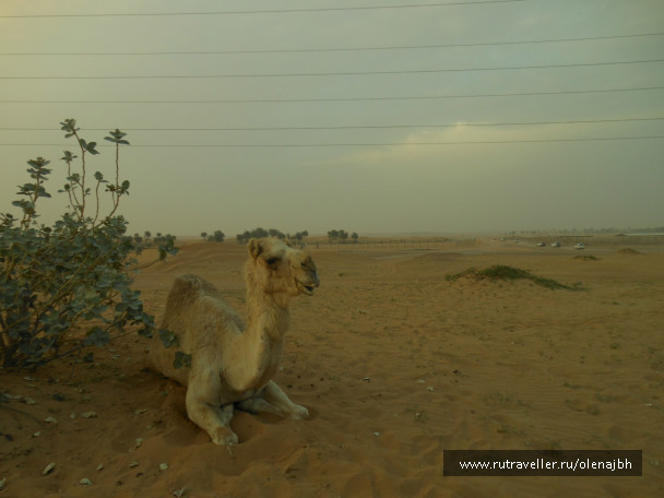 photo 468013