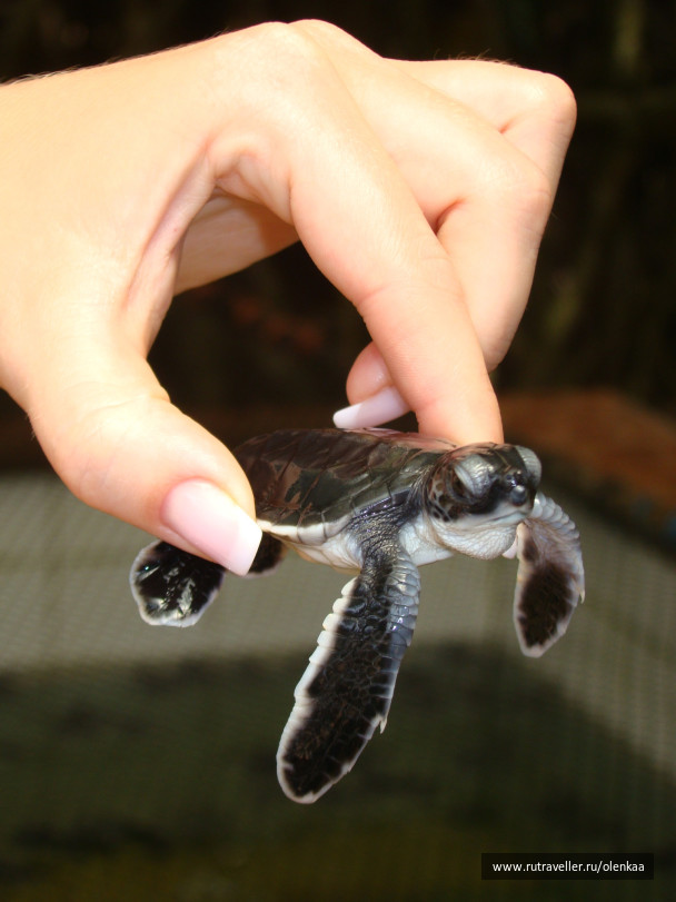 photo 43478