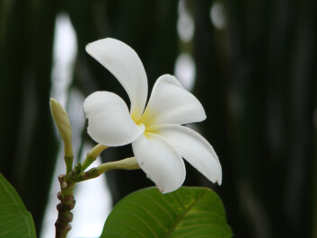 photo 43481