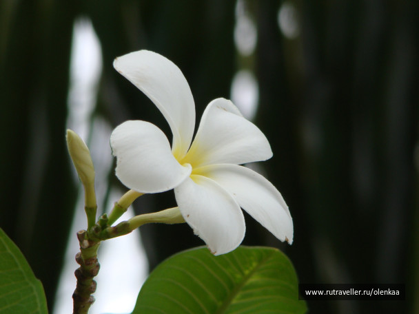 photo 43481