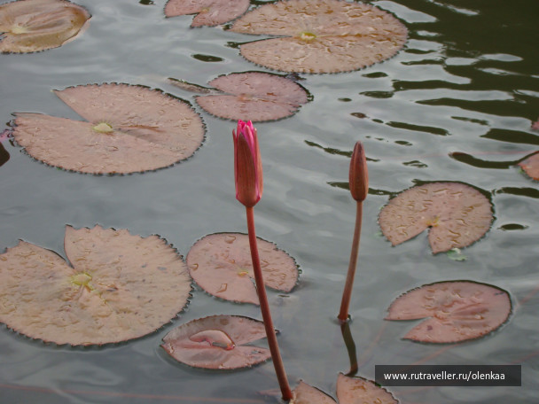 photo 43486