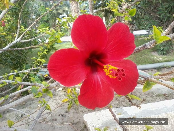 photo 553612