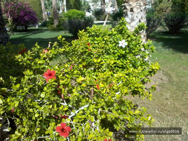 photo 553613