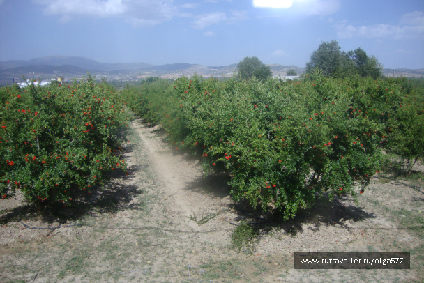photo 393724