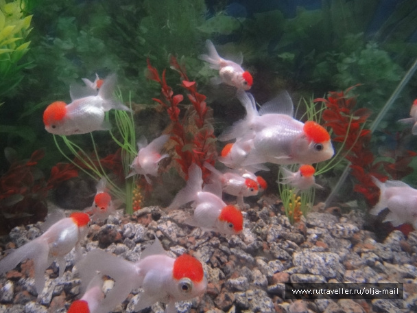 photo 235960