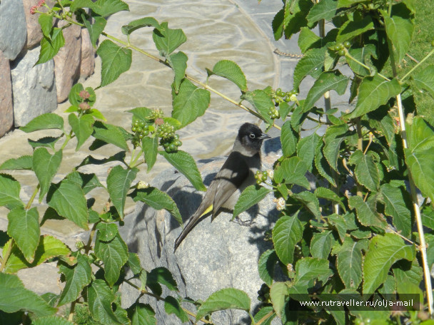 photo 235968