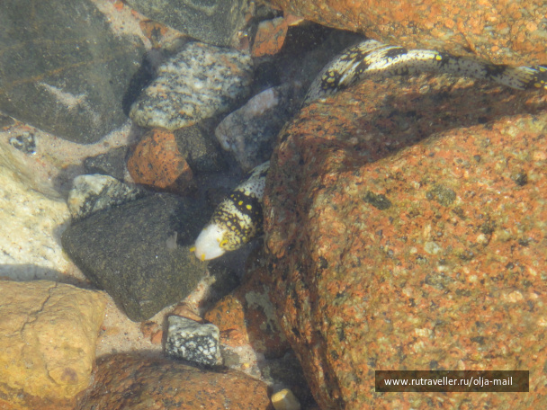 photo 235970