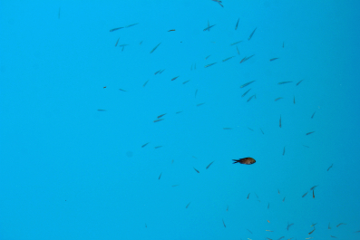 photo 1496921