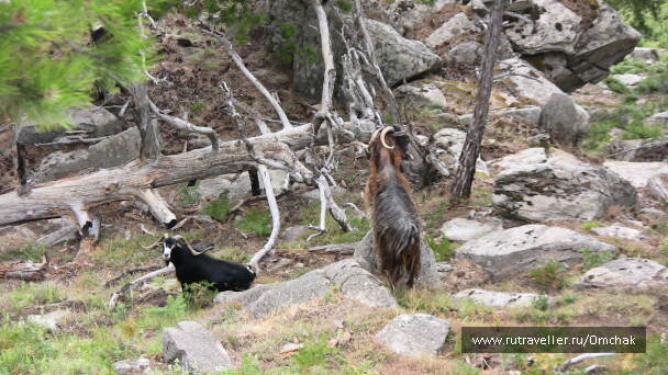 photo 1023963
